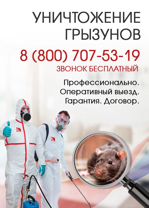 Уничтожение крыс в Орехово-Зуеве