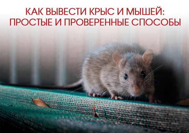 Как вывести крыс и мышей в Орехово-Зуеве: простые и проверенные способы