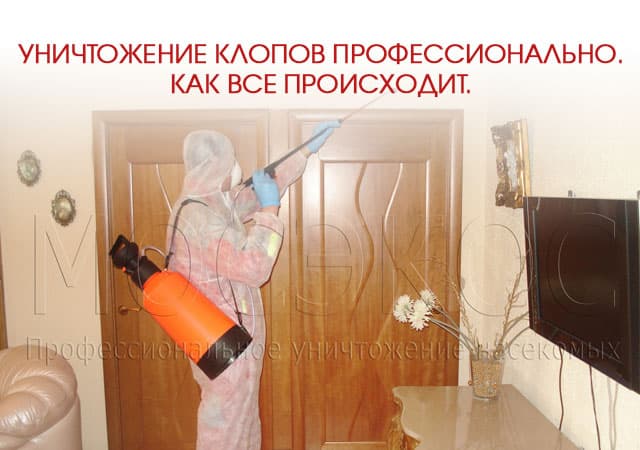 Уничтожение клопов профессионально в Орехово-Зуеве