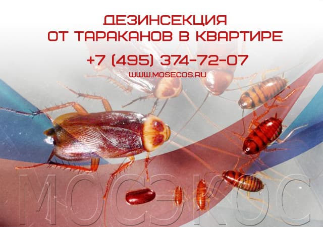 Дезинсекция от тараканов в квартире в Орехово-Зуеве