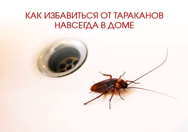 Как избавиться от тараканов в доме в Орехово-Зуеве