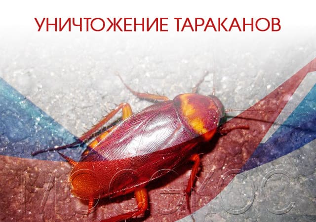 Уничтожение тараканов в Орехово-Зуеве
