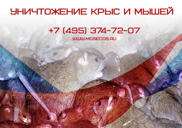Уничтожение крыс и мышей в Орехово-Зуеве
