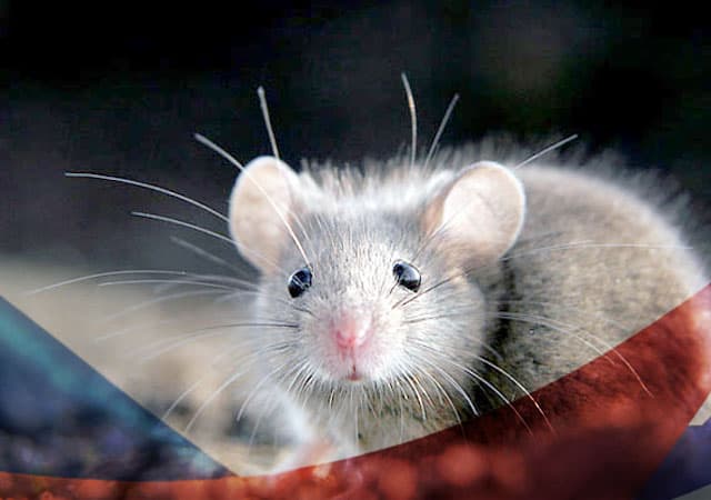 Уничтожение мышей в Орехово-Зуеве