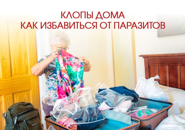 Клопы дома: как избавиться от паразитов в Орехово-Зуеве